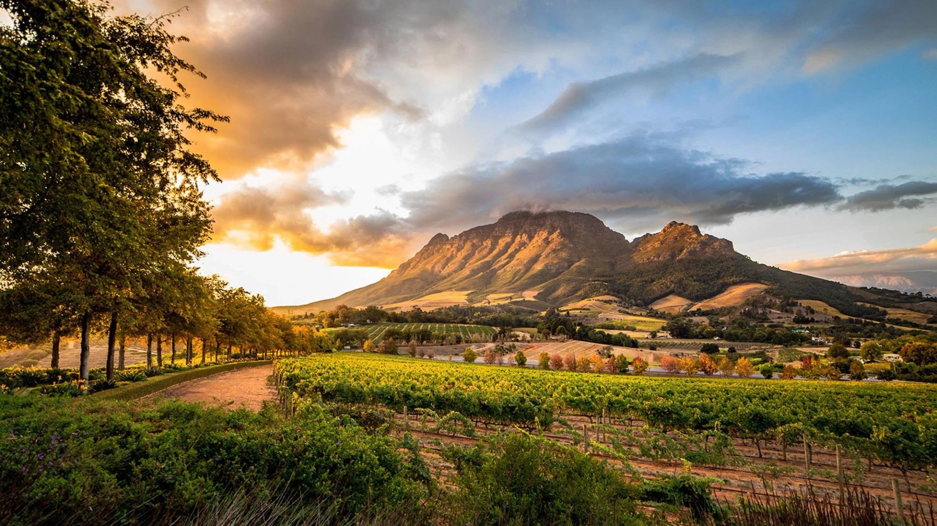Simonsberg mountain glowing over the vineyards near Stellenbosch, South Africa